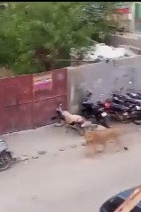 Thót tim chứng kiến sư tử cái tấn công người đàn ông trên phố